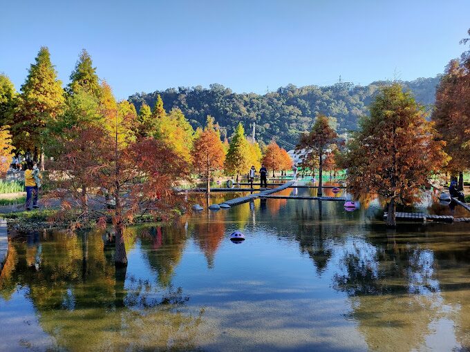 泰安落羽松的美麗祕境｜必知的拍攝小技巧