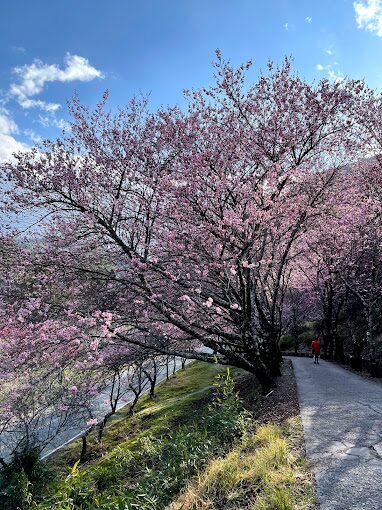 【2025】武陵農場必做的事｜景點、美食、與在地活動