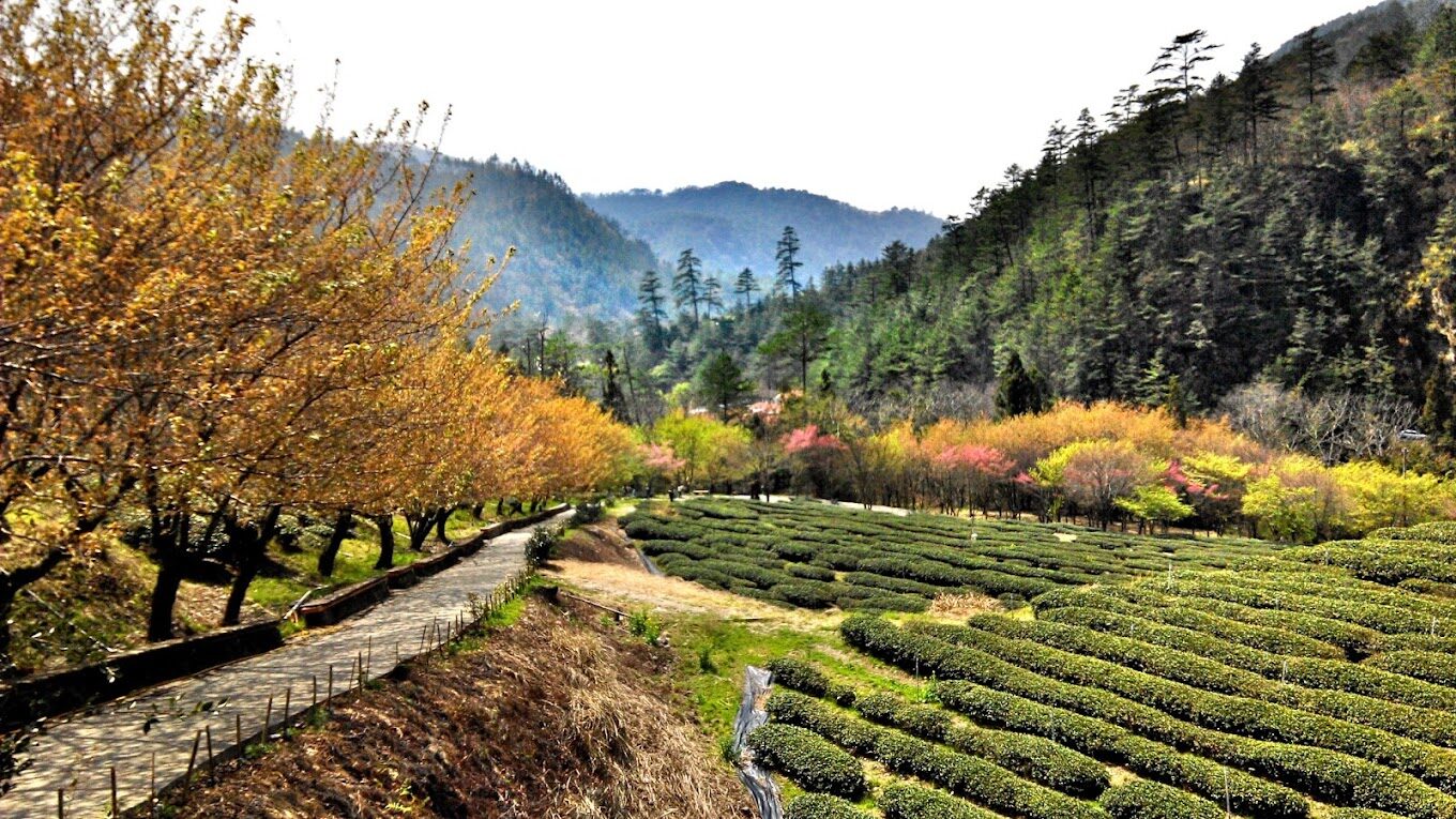 【2025】武陵農場必做的事｜景點、美食、與在地活動