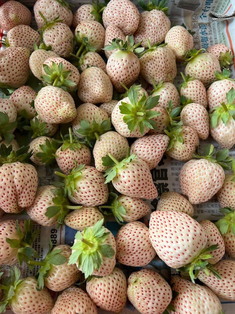 【2025】如何避免踩雷？大湖採草莓不可不知的注意事項