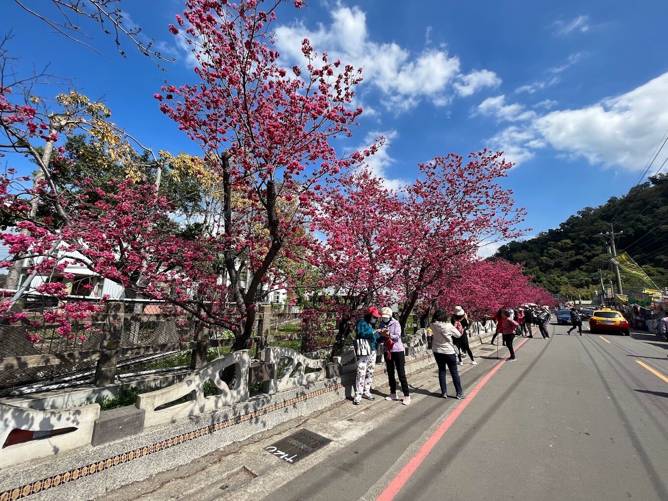 泰安櫻花賞花攻略｜不可錯過的絕美景點與拍攝技巧