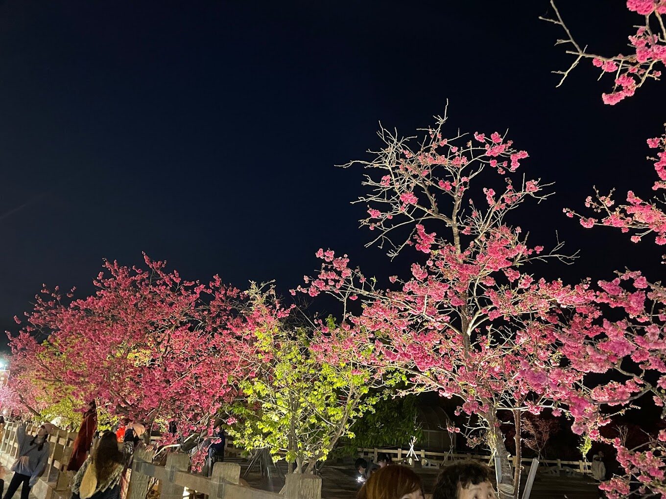 璀璨絢麗的夜間櫻花美景