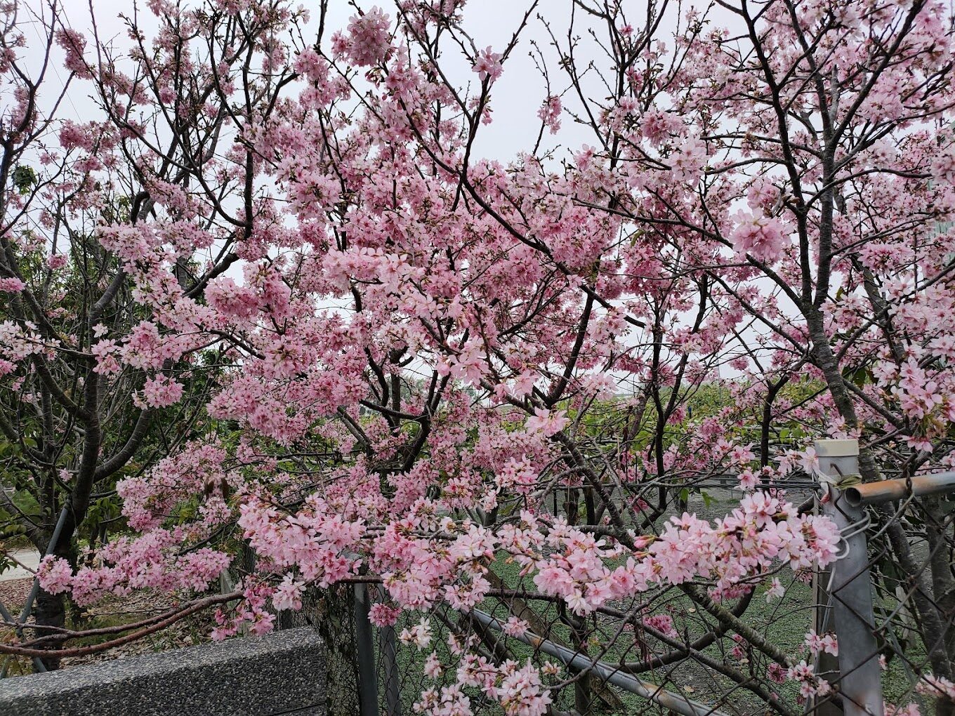 泰安櫻花賞花攻略｜不可錯過的絕美景點與拍攝技巧