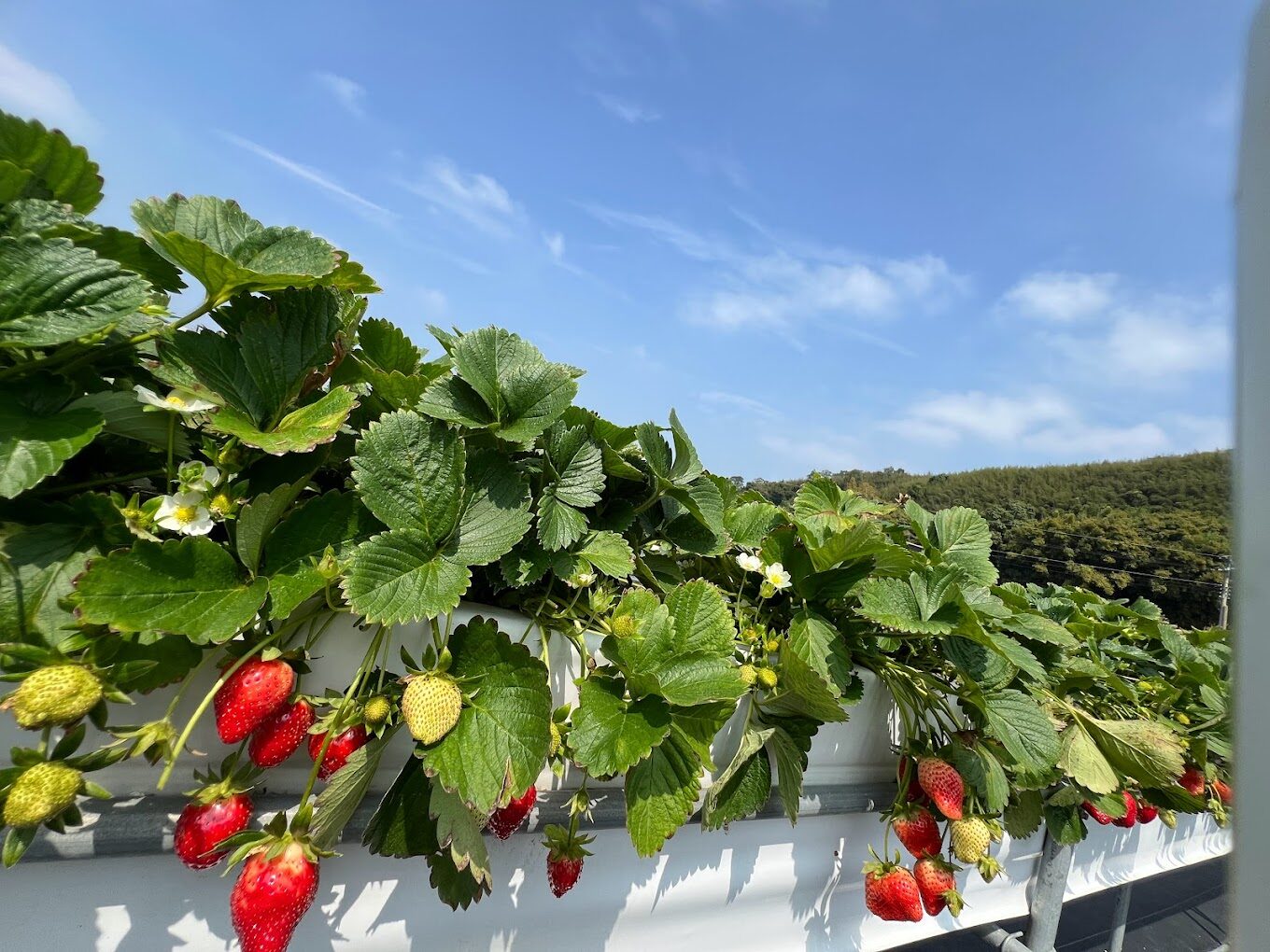 【2025最新】大湖草莓體驗行：必訪草莓園推薦