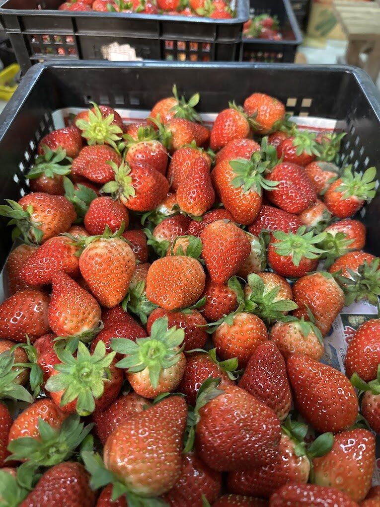 【2025】如何避免踩雷？大湖採草莓不可不知的注意事項