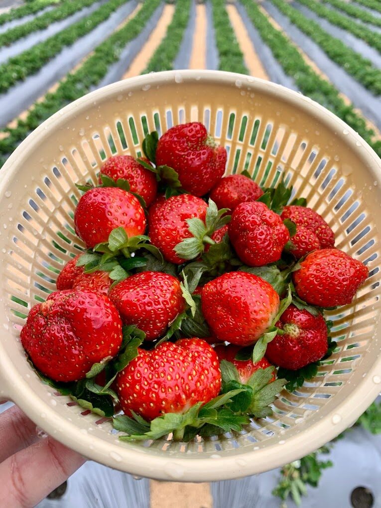 2025苗栗景點大揭密｜你絕對不能錯過的秘境