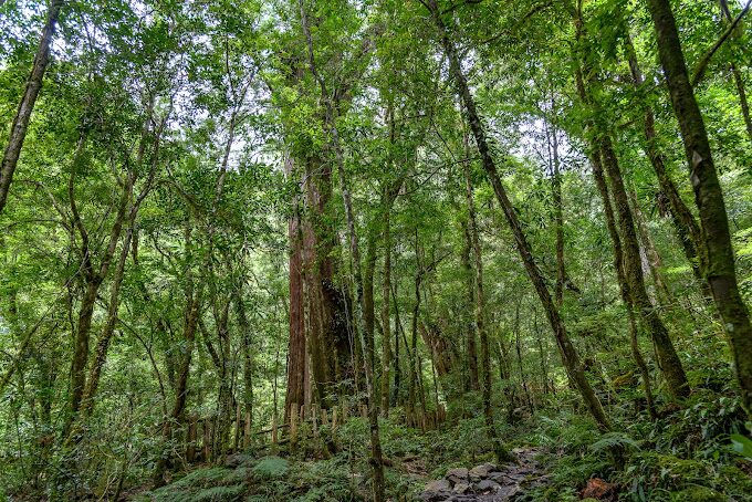 司馬庫斯秘境景點推薦｜探索台灣部落的自然奇景