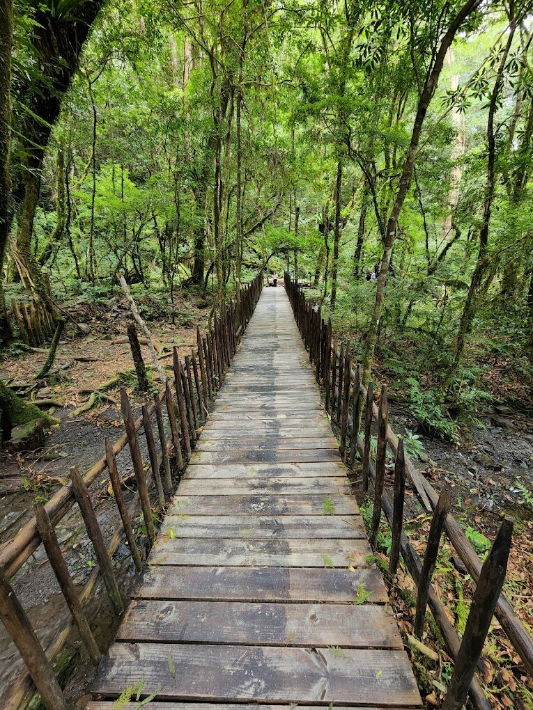 司馬庫斯秘境景點推薦｜探索台灣部落的自然奇景