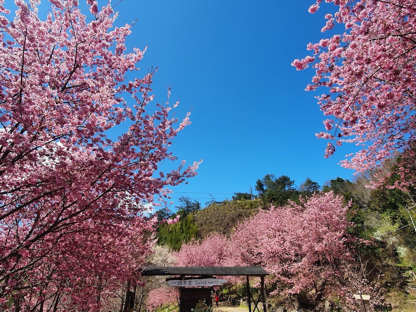 司馬庫斯秘境景點推薦｜探索台灣部落的自然奇景