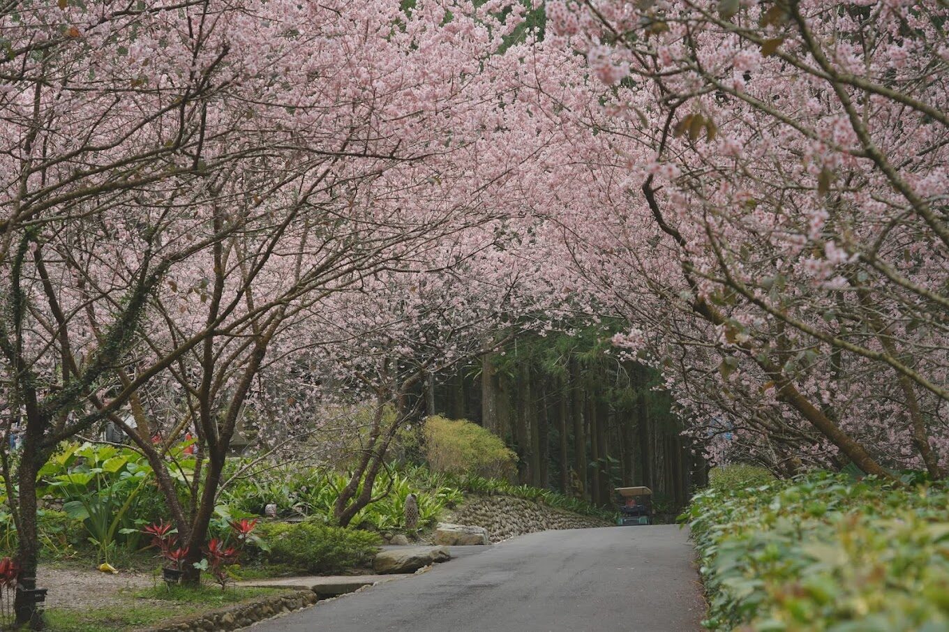 台灣櫻花花季旅遊指南|絕美景點不容錯過