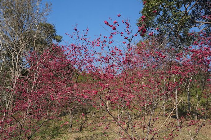 【2025】東勢林場生態之旅｜不容錯過的自然景點與體驗