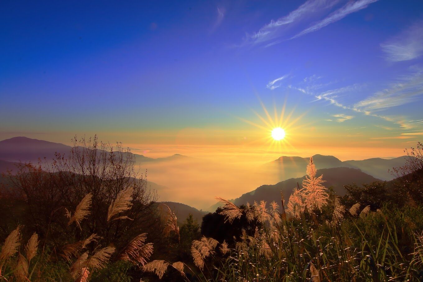 阿里山森林鐵路必遊攻略｜掌握秘訣讓旅程更順利