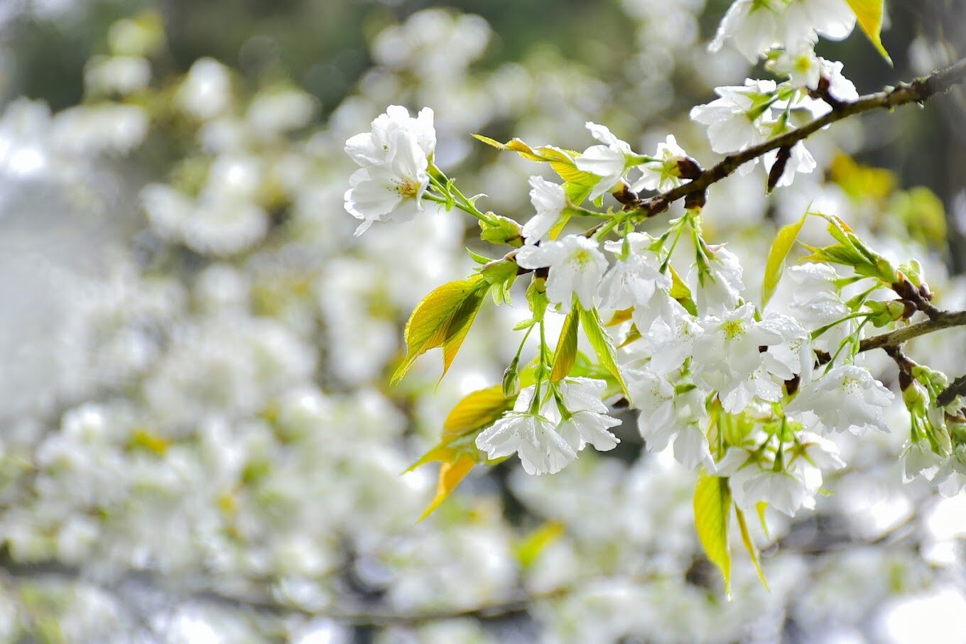 阿里山森林鐵路必遊攻略｜掌握秘訣讓旅程更順利