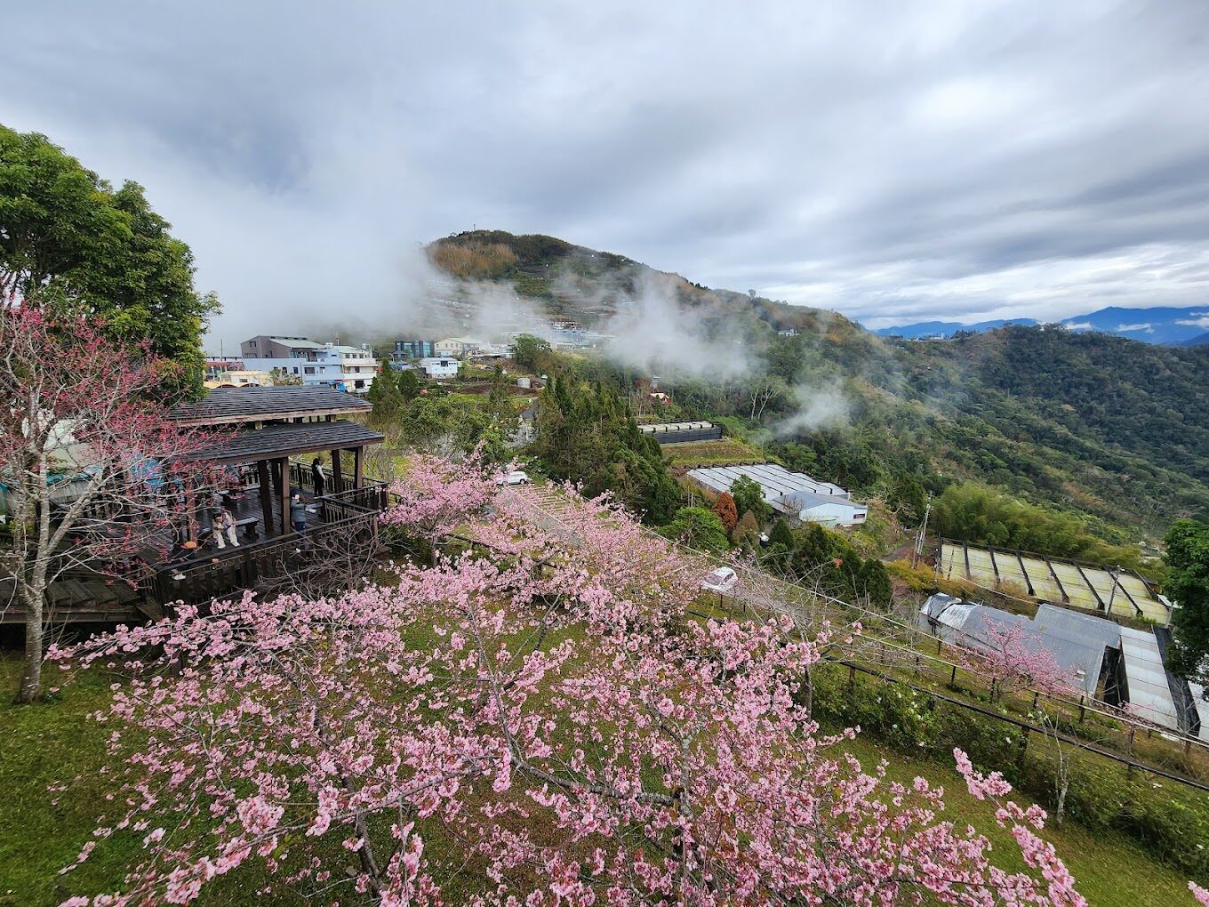 【2025阿里山】避開這旅遊陷阱！首次造訪必知的行程規劃