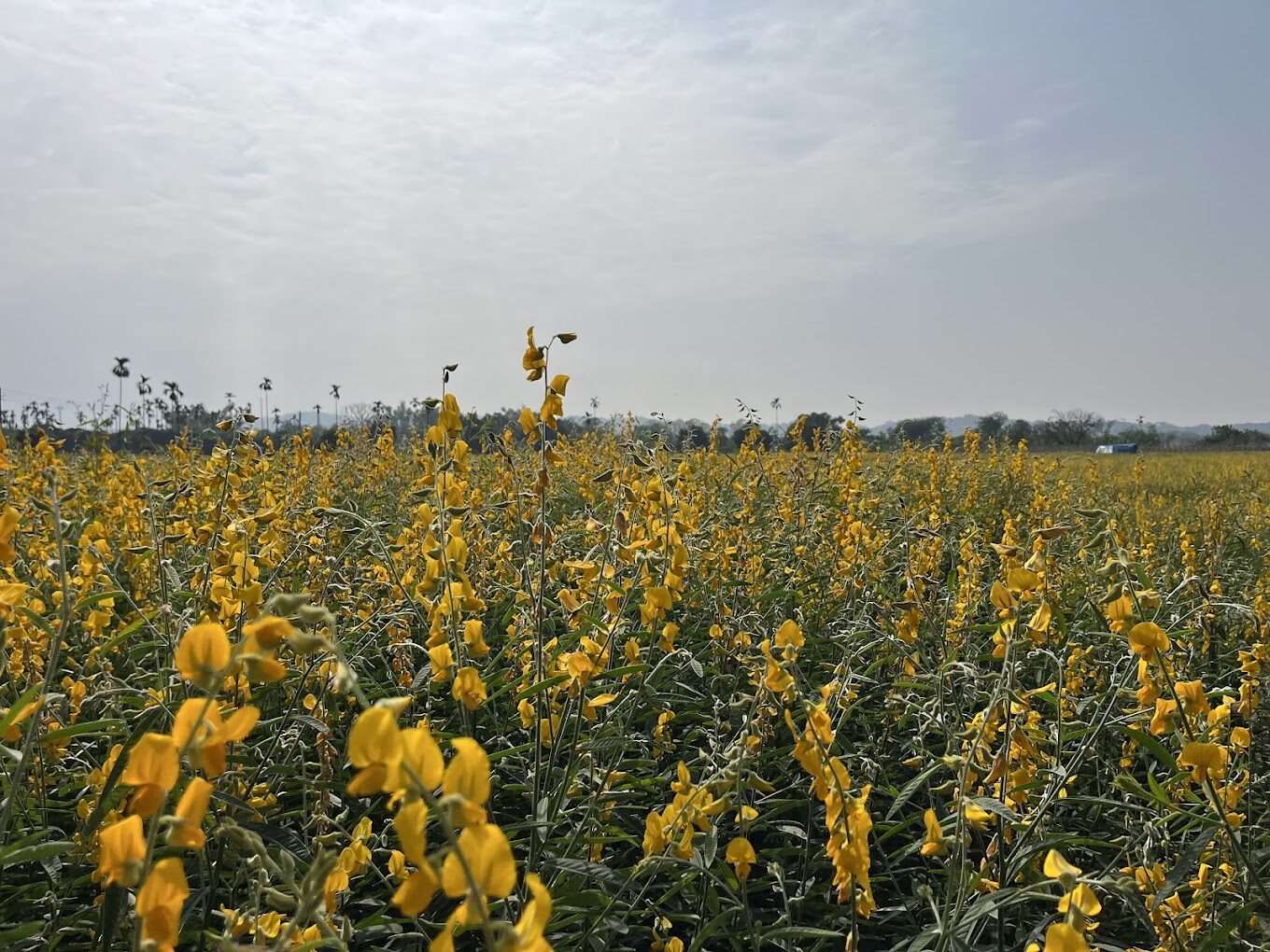 嘉義景點必去清單｜隱藏秘境讓你流連忘返！