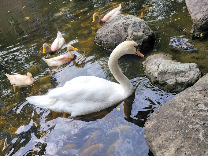 淨園農場旅遊攻略｜避免這常見錯誤，享受完美田園假期