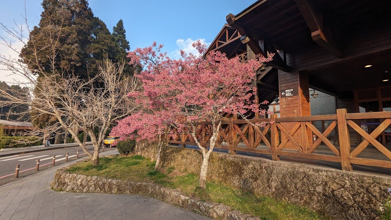 2025阿里山住宿推薦|避開常見問題,享受完美山中假期