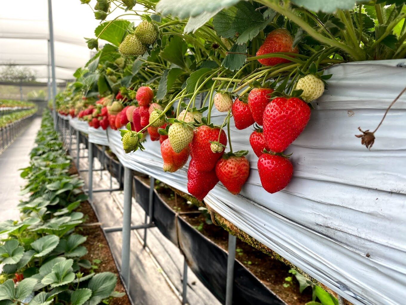 2025採草莓推薦｜必去的隱藏草莓農場，不可錯過的季節體驗