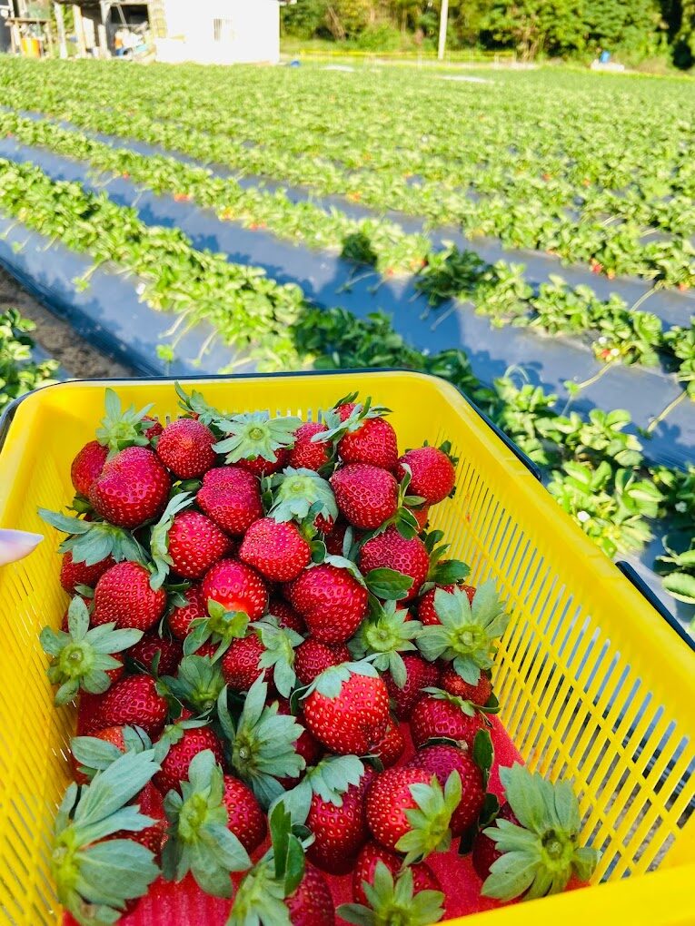 2025採草莓推薦｜必去的隱藏草莓農場，不可錯過的季節體驗