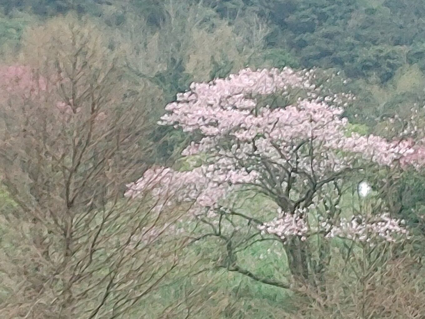 陽明山小油坑地熱景觀與周邊自然景色