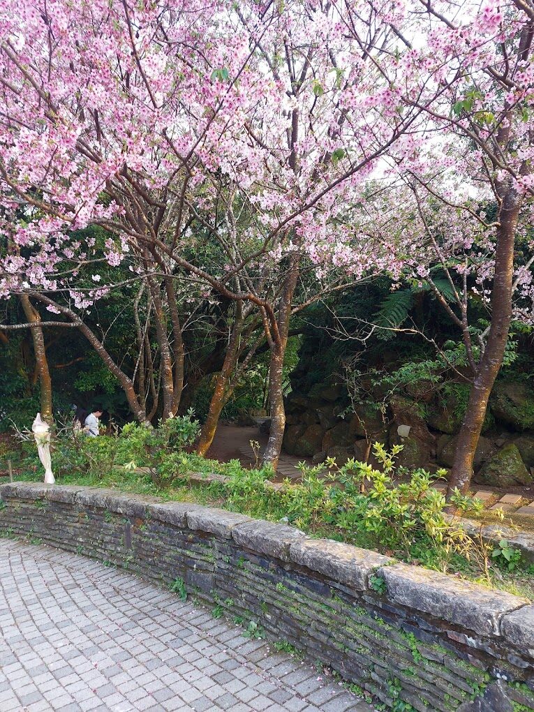 陽明山國家公園遊客中心周邊櫻花盛開