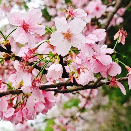 草山行館歷史建築與周邊環境