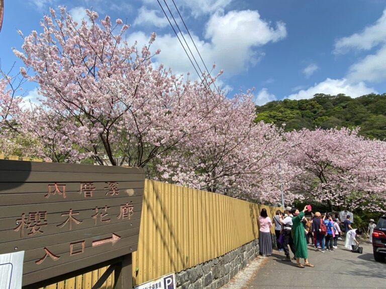 陽明山櫻花季避人潮的秘密景點：不容錯過的觀賞地