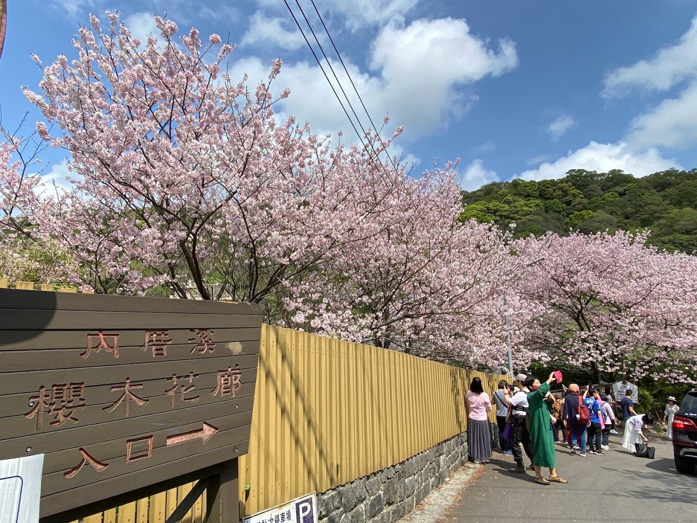 陽明山櫻花季避人潮的秘密景點：不容錯過的觀賞地