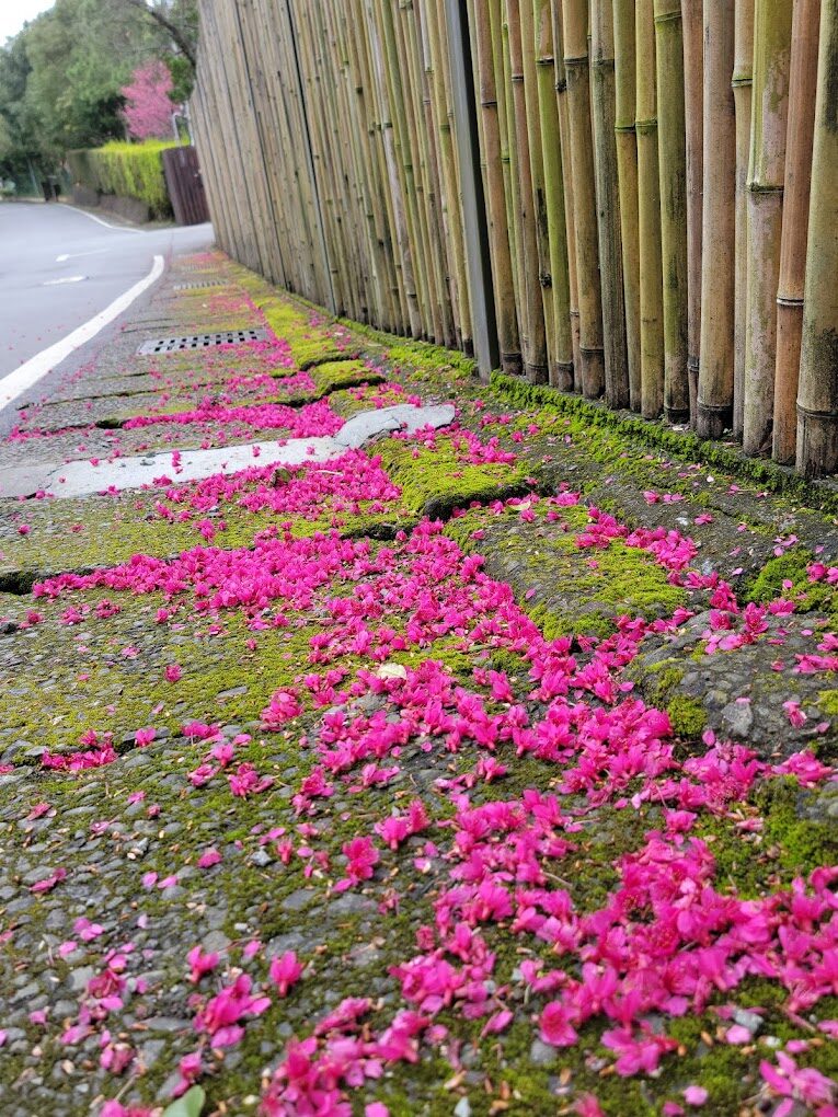 避免錯過！平菁街櫻花季的必遊景點推薦