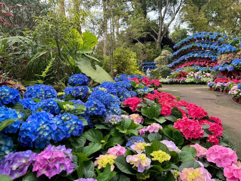 花露農場必遊景點｜2025年旅遊愛好者絕不可錯過的體驗