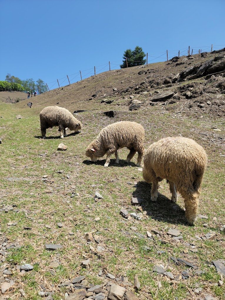 南投景點必訪清單：不容錯過的絕美秘境
