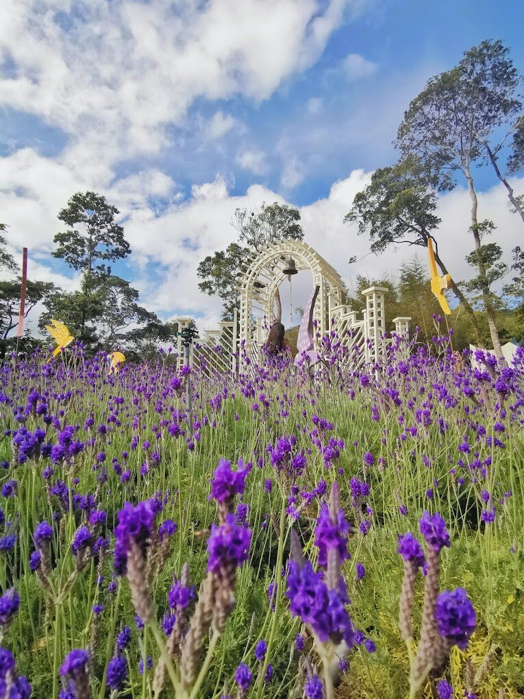 【2025】薰衣草森林不可錯過的必遊亮點：避開遊客陷阱享受私密自然