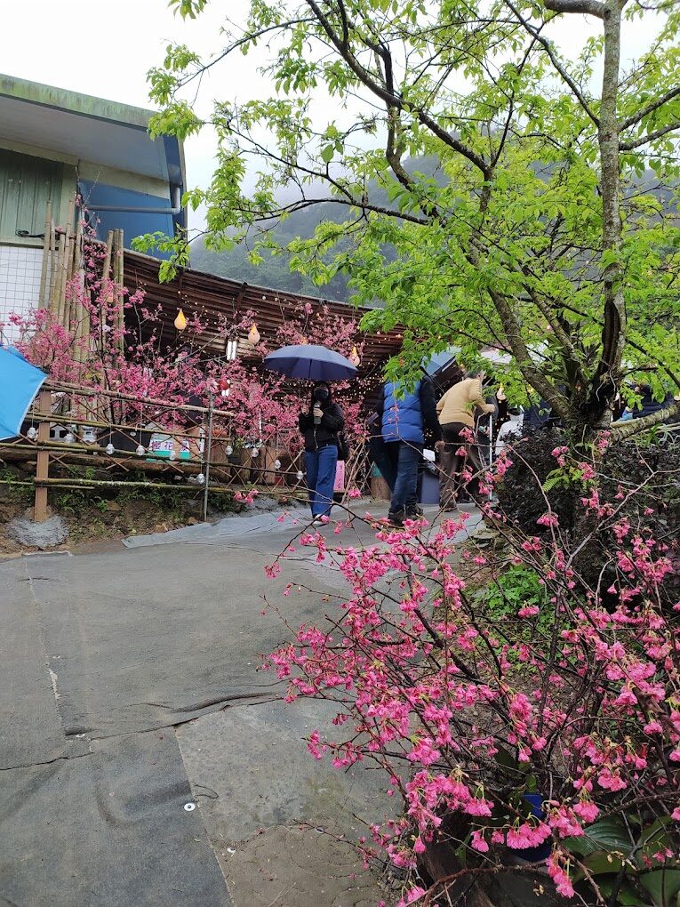 大熊櫻花林必訪指南|2025年賞櫻最佳去處及注意事項