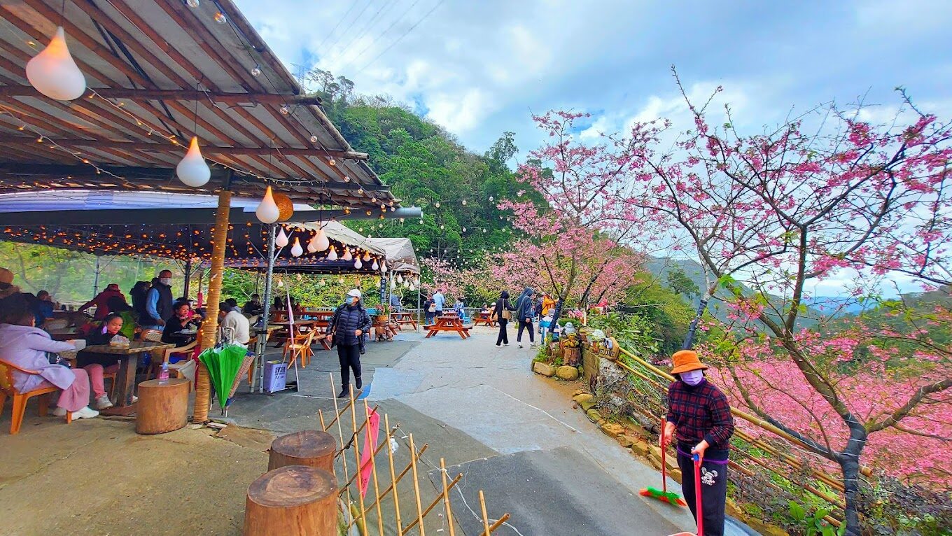 大熊櫻花林必訪指南|2025年賞櫻最佳去處及注意事項