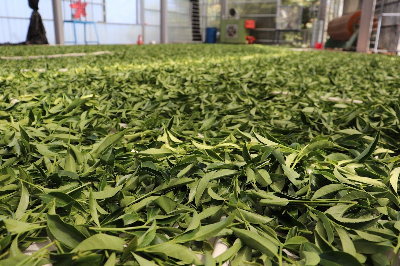 【2025】福壽山農場必遊祕境｜未知美景和隱藏美食揭密