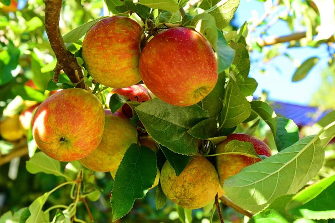 【2025】福壽山農場必遊祕境｜未知美景和隱藏美食揭密