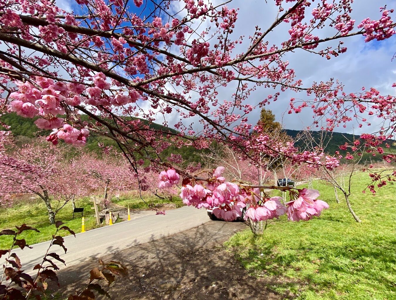武陵農場不可錯過的自然奇觀｜2025必看旅遊指南
