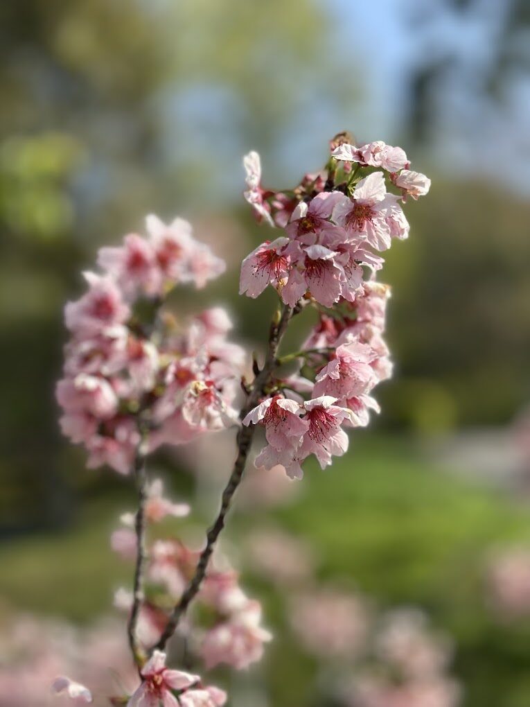 東勢林場必玩景點推薦｜2025年最新探訪指南