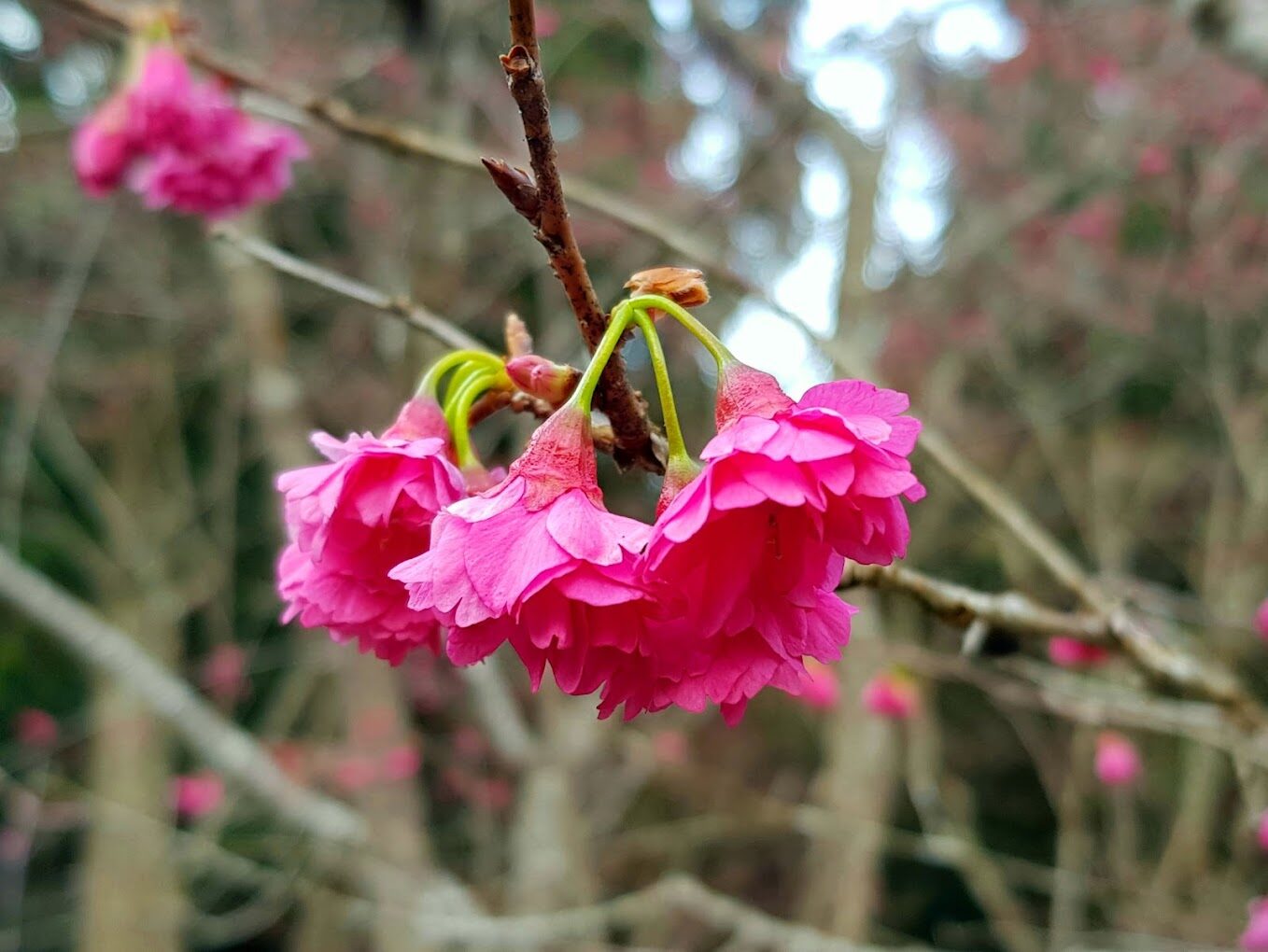 九族文化村必玩景點攻略｜避開人潮的秘訣