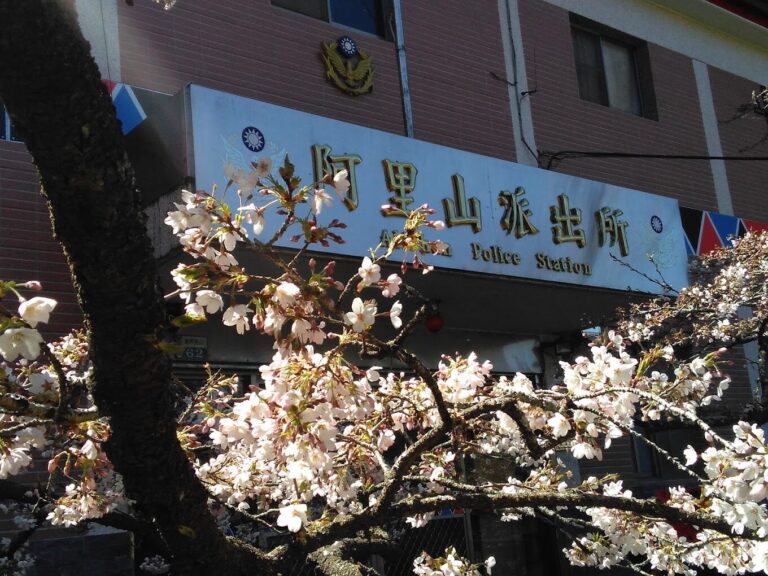 【2025】阿里山旅遊必知：避免錯誤讓你的旅程完美無缺