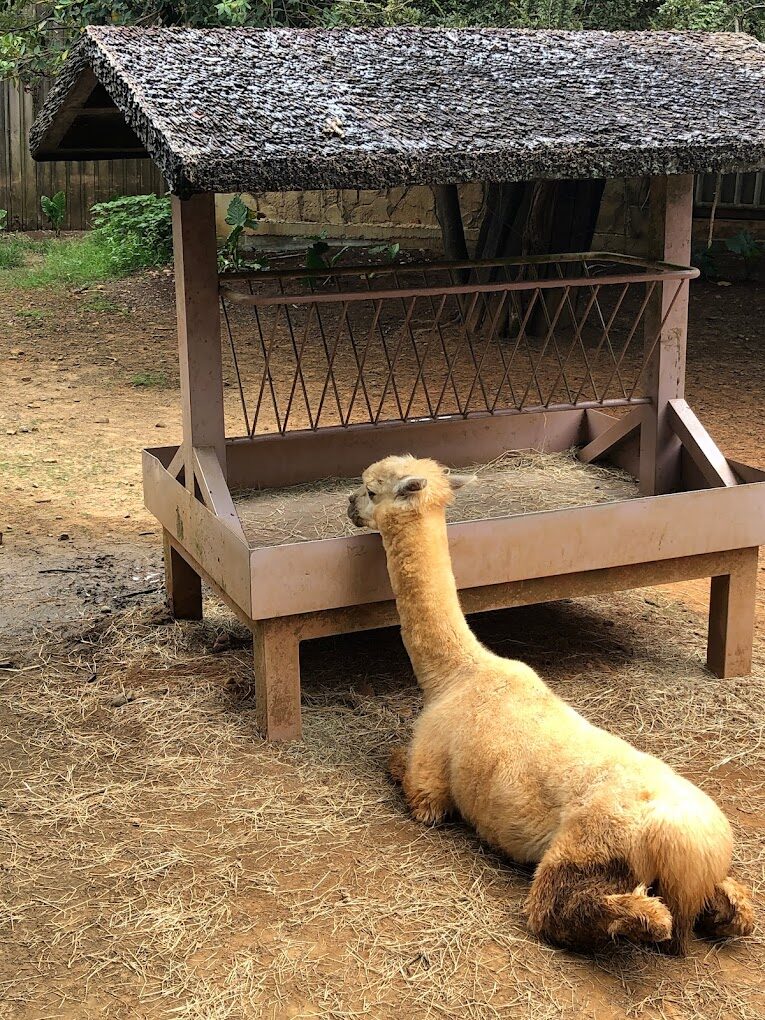 六福村一日遊必備！你不能錯過的精彩活動推薦