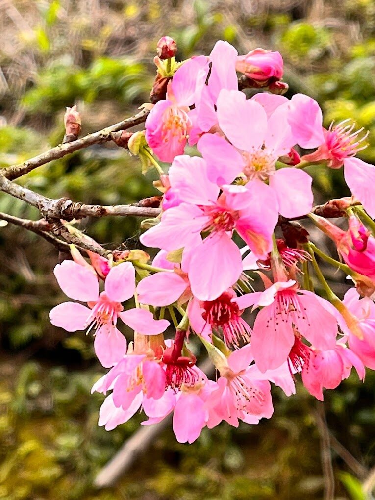 三峽大熊櫻花林必遊攻略｜尋找台灣的絕美花季景點