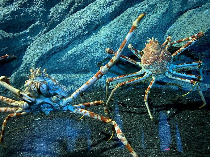 桃園水族館必訪亮點｜親自探訪未來水底世界