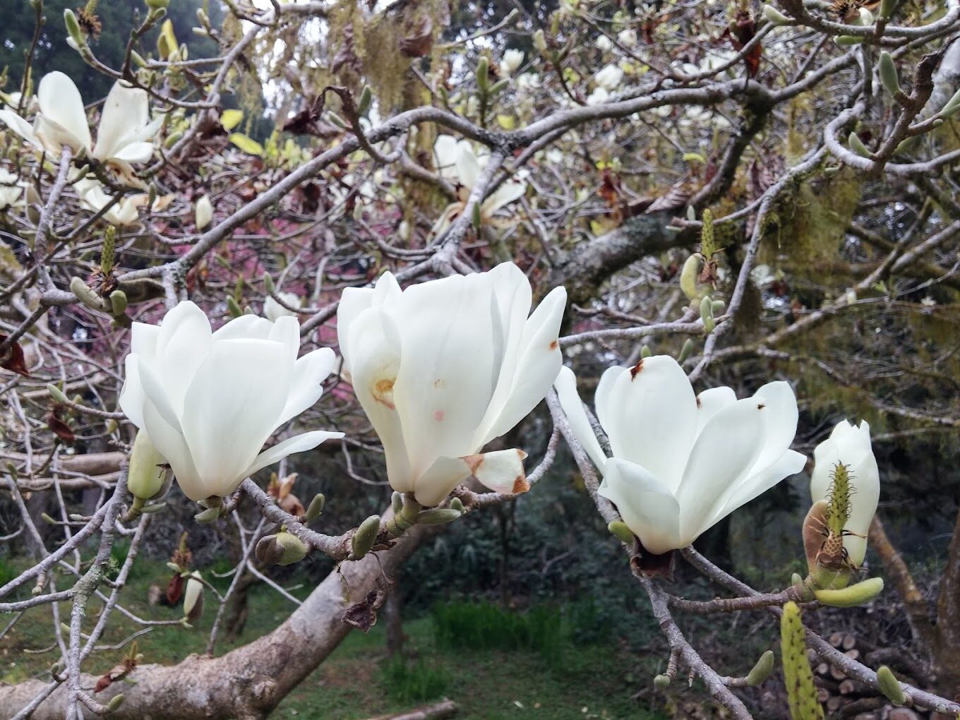【2025】不容錯過的阿里山旅遊指南｜避開高峰時段的秘訣