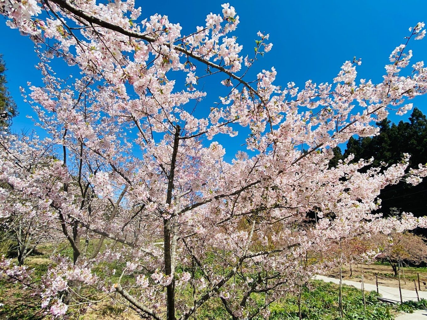 【2025】福壽山農場一日遊指南:必訪景點與不可錯過的美食推薦