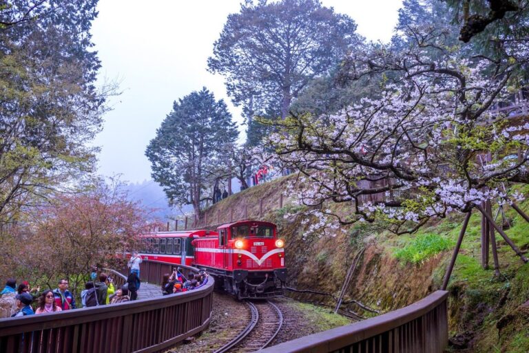 【2025】阿里山小火車旅遊攻略：避開這些常見誤區，享受最美山林風景