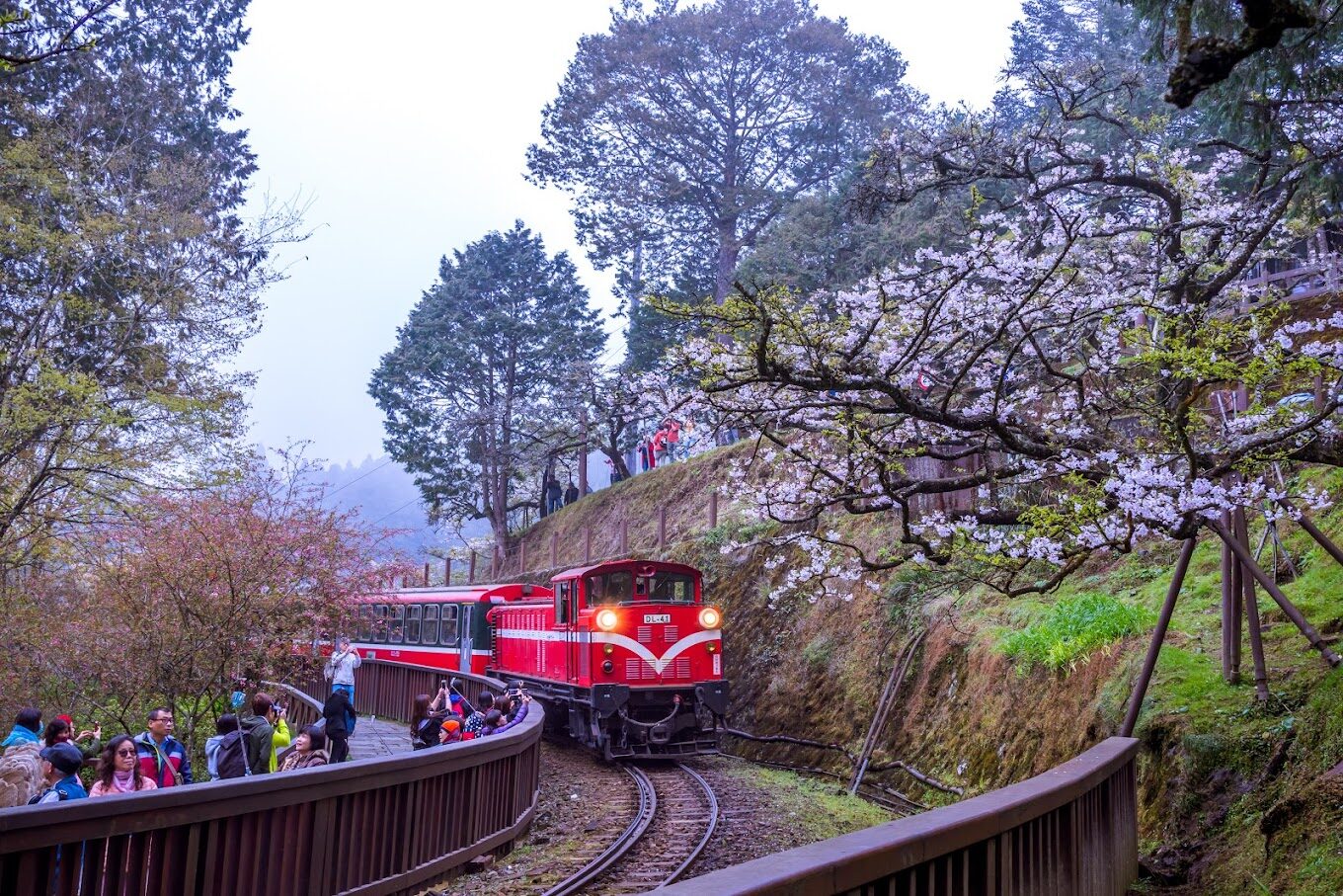【2025】阿里山小火車旅遊攻略：避開這些常見誤區，享受最美山林風景