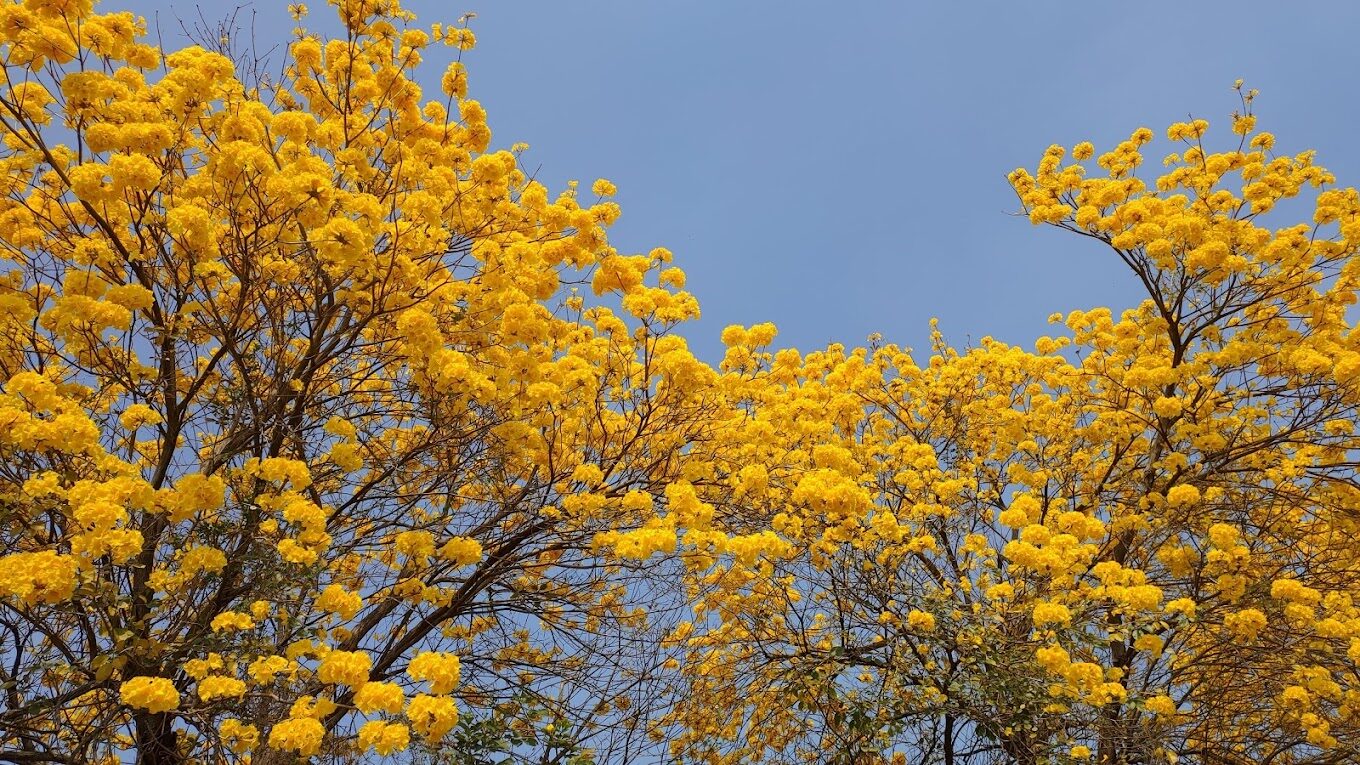 黃金風鈴木賞花攻略｜這些旅遊景點絕對不能錯過！