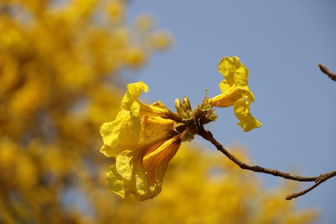 黃金風鈴木賞花攻略｜這些旅遊景點絕對不能錯過！