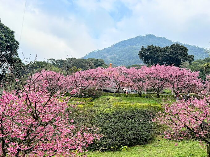 【2025最新】天元宮櫻花景點指南：避開人潮的絕招